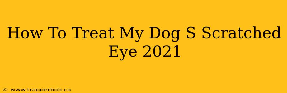 How To Treat My Dog S Scratched Eye 2021