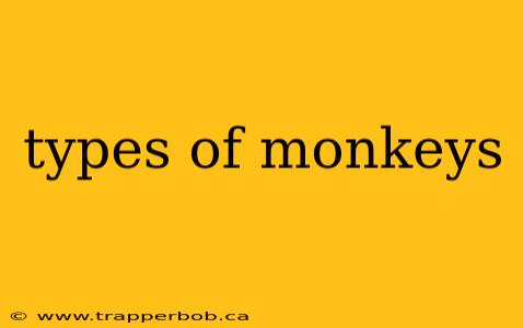 types of monkeys