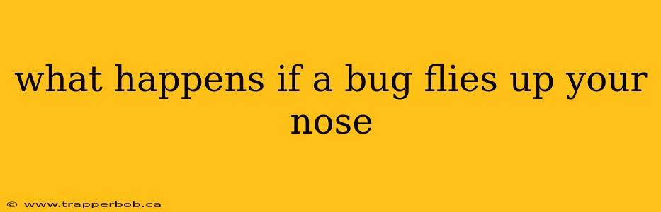 what happens if a bug flies up your nose