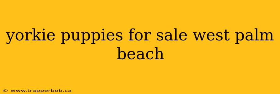 yorkie puppies for sale west palm beach